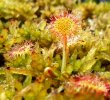 Minibog_Rotundi-4.jpg