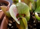 S_burkei-pitcher2.jpg