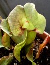 S_burkei-pitcher3.jpg