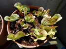 Sarracenia_burkei.jpg