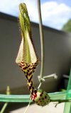 Cerop_ballyana-1.jpg
