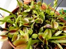 Dionaea_B52_red-total2.jpg