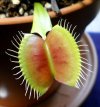 Dionaea_B52-trap.jpg