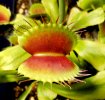 Dionaea_B52xgreen-trap.jpg
