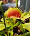 Dionaea_B52xgreen-trap2.jpg