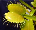Dionaea_green-trap.jpg