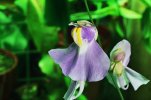 Humboldtii_flower_2.jpg
