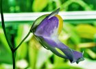 Humboldtii_flower_3be.jpg