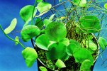 Humboldtii_leaves.jpg