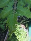 IMG_E0882.JPG
