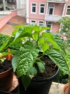 Bhut Jolokia Peach.jpg