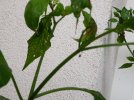 20210620_071030.jpg