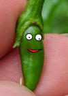 hütchenchili.png