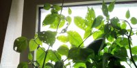 IMG_20210731_160310.jpg