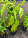Habanero_Plant.jpg