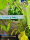 Habanero_Size.jpg