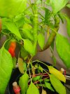 Jalapeno_Green.jpg