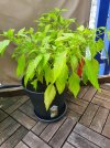 Jalapeno_Plant.jpg