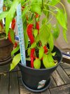 Jalapeno_Red_Size.jpg