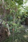 Garten01.jpg Garten01.jpg