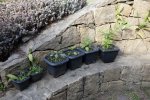 Garten10.jpg Garten10.jpg