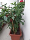 IMG_20210916_170121.jpg