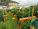 Chili_Paradies_Chili_Garten9.jpg