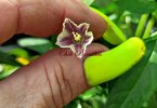 C._lanceolatum_Bluete.jpg