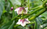 C._lanceolatum_Bluete1.jpg