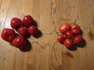 102 - Rocoto Mini Rot und Big Apple.jpg