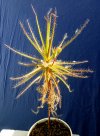 R_gorgonias-new.jpg