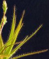 R_gorgonias-macro.jpg