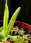 P_vallisneriifolia-5.jpg