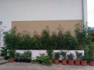 IMG_20210816_074139.jpg