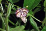 Ceropegia_carnosa-1.jpg