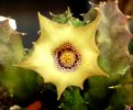 Huernia_quinta-fl4.jpg