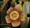 Orbea_variegata_fl-3.jpg