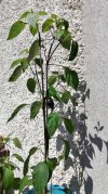 IMG_20220604_153836.jpg