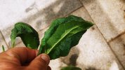 Andenbeere Blatt.jpg
