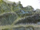 Blatt Andenbeere oben.jpg
