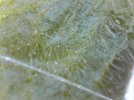 Blatt Andenbeere von unten mit Haar.jpg