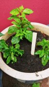 3 Chilies.jpg