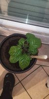 IMG_20220623_225739.jpg