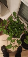 IMG_20220629_230646.jpg
