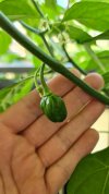 Frucht 1.jpg