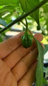 Frucht 2.jpg