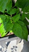 Blatt Farbe.jpg