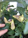 Chilli unbekannt_4.JPG