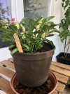 Chilli unbekannt_6.JPG
