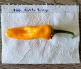 Beere - Habanero Calito Orange 02a.jpg